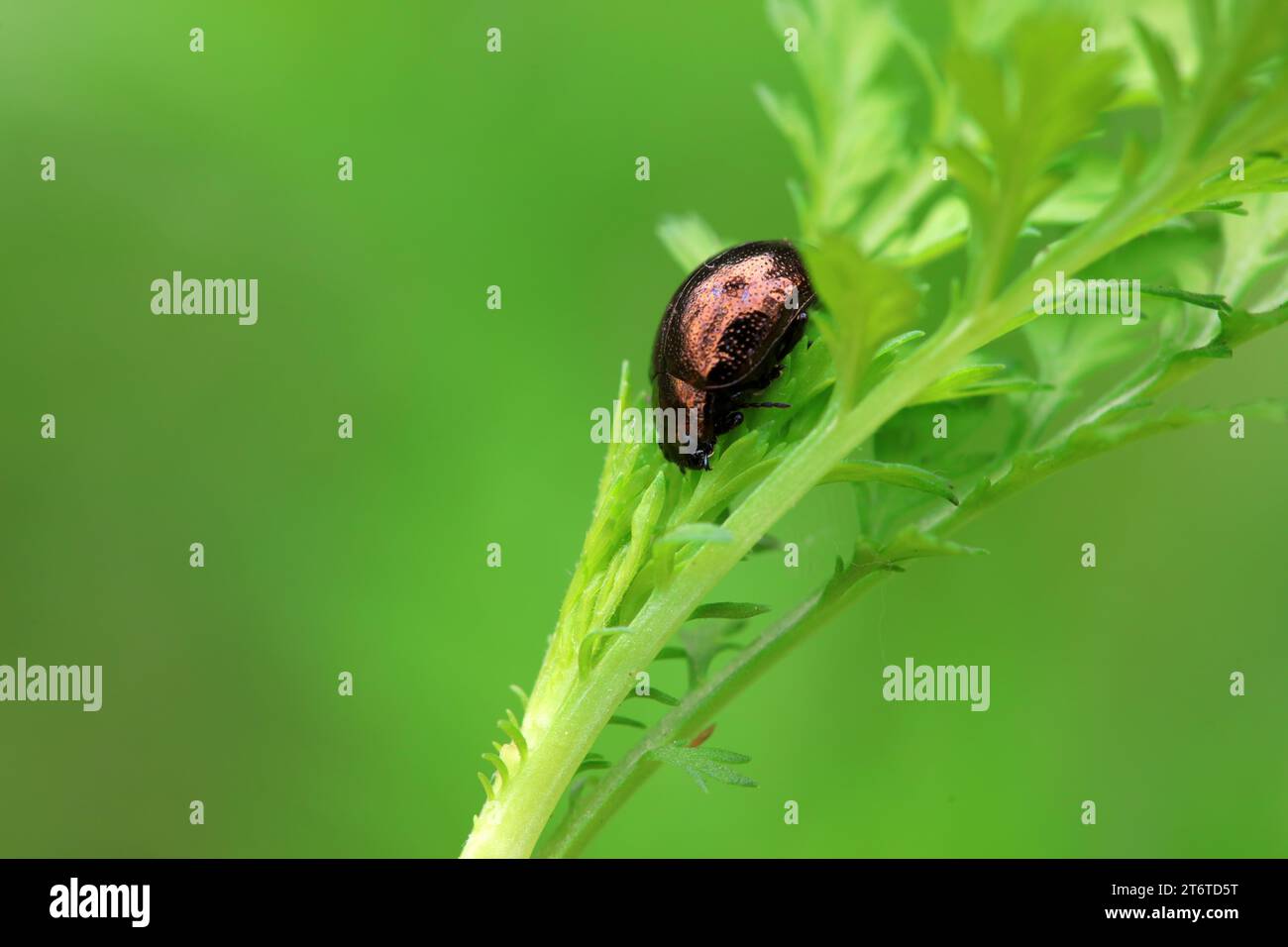 A close-up of Artemisia annua on a wild plant Stock Photo