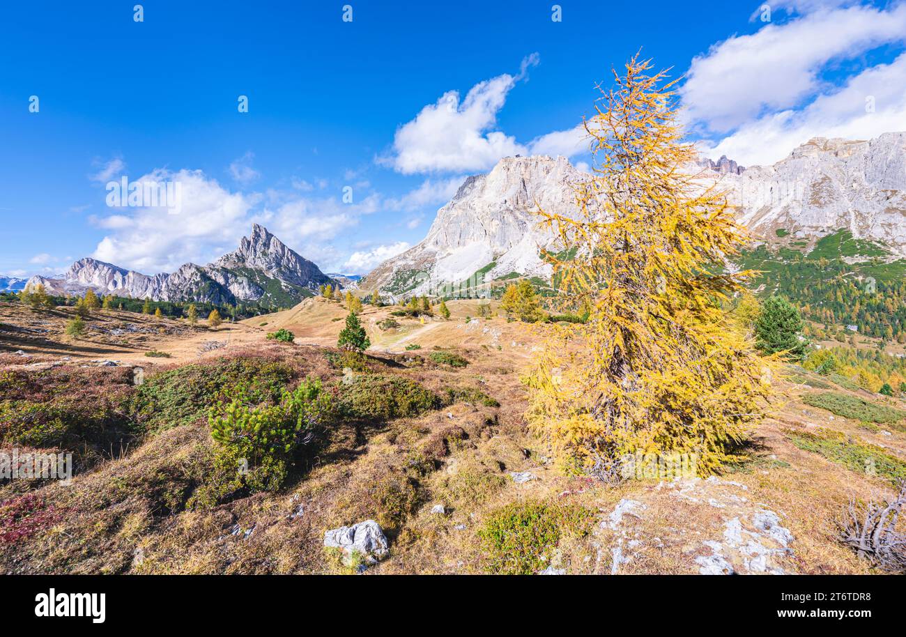 Larch Tree Formation Alpine landscape with golden larch tree Stock Photo - Alamy