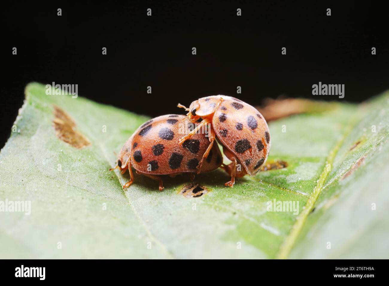 ladybugs mating on green leaves, North China Stock Photo - Alamy