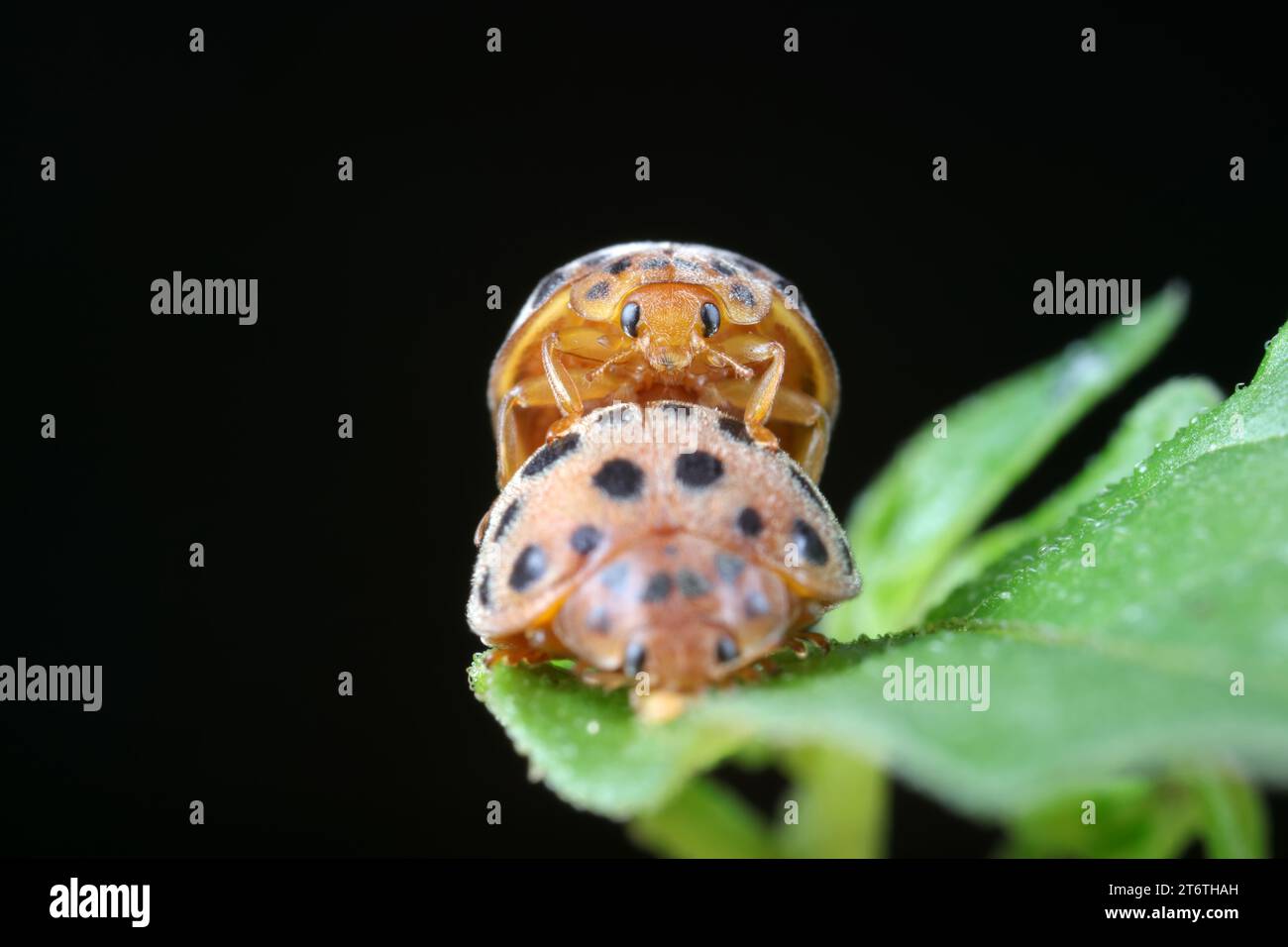 ladybugs mating on green leaves, North China Stock Photo - Alamy