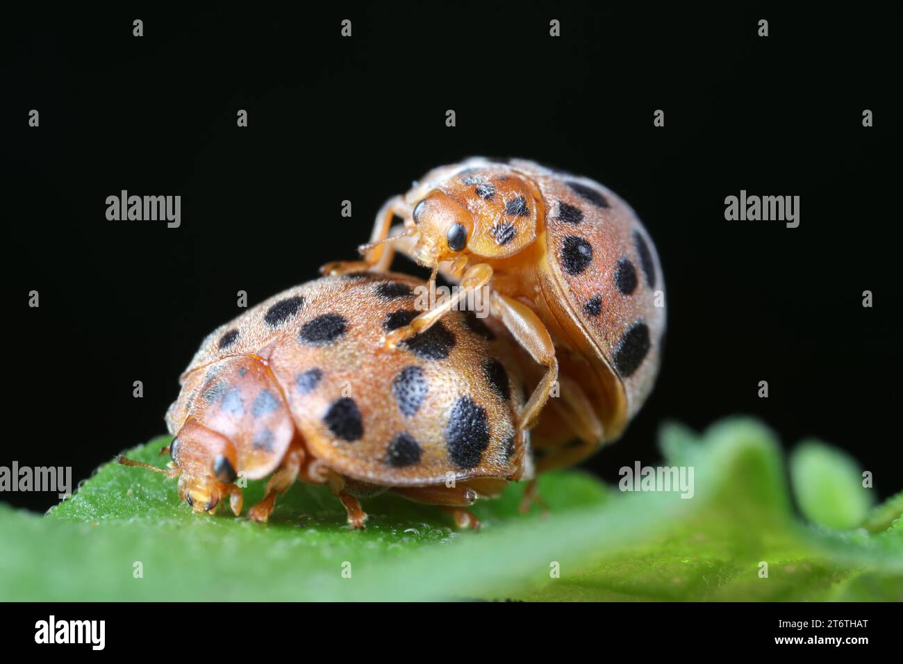 ladybugs mating on green leaves, North China Stock Photo - Alamy