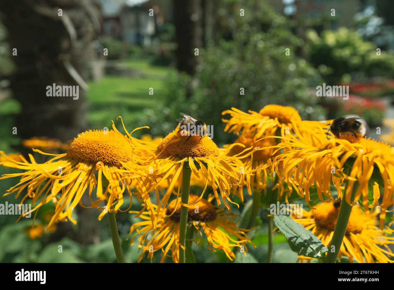 Bumble bees enjoy the nectar from the yellow flowers in the summer sunlight in North Wales UK Stock Photo