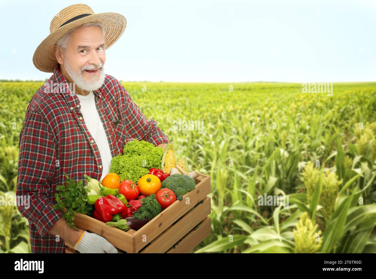 Harvesting season. Farmer holding wooden crate with crop in field Stock ...