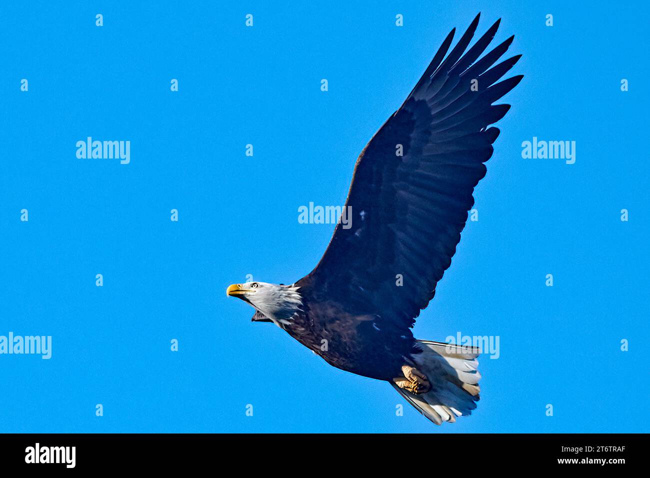 American Bald Eagle Stock Photo