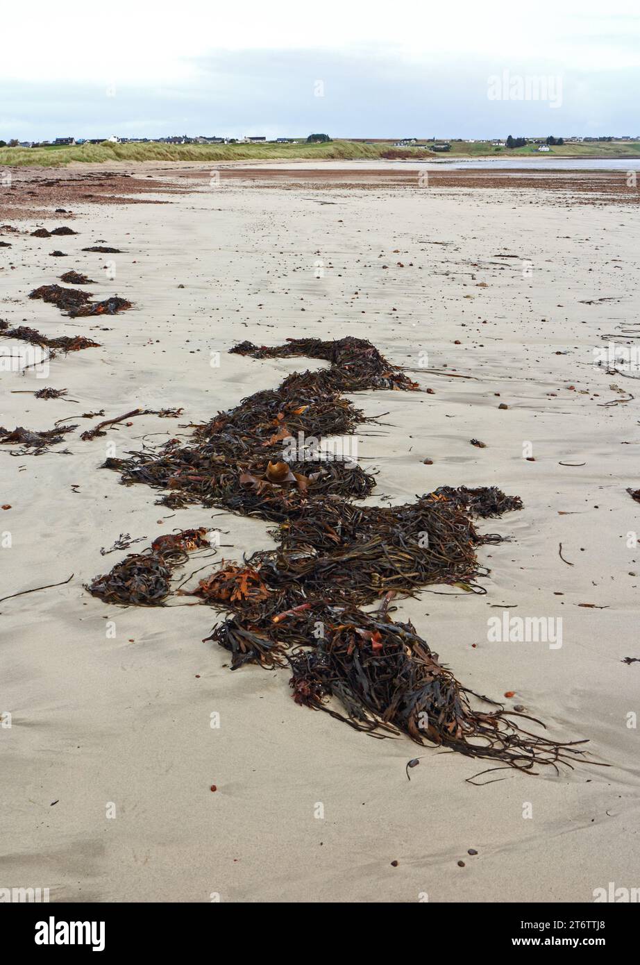 A large strand of seaweed washed-up on the shoreline at Traigh Chuil on the east coast of the Isle of Lewis, Outer Hebrides, Scotland. Stock Photo
