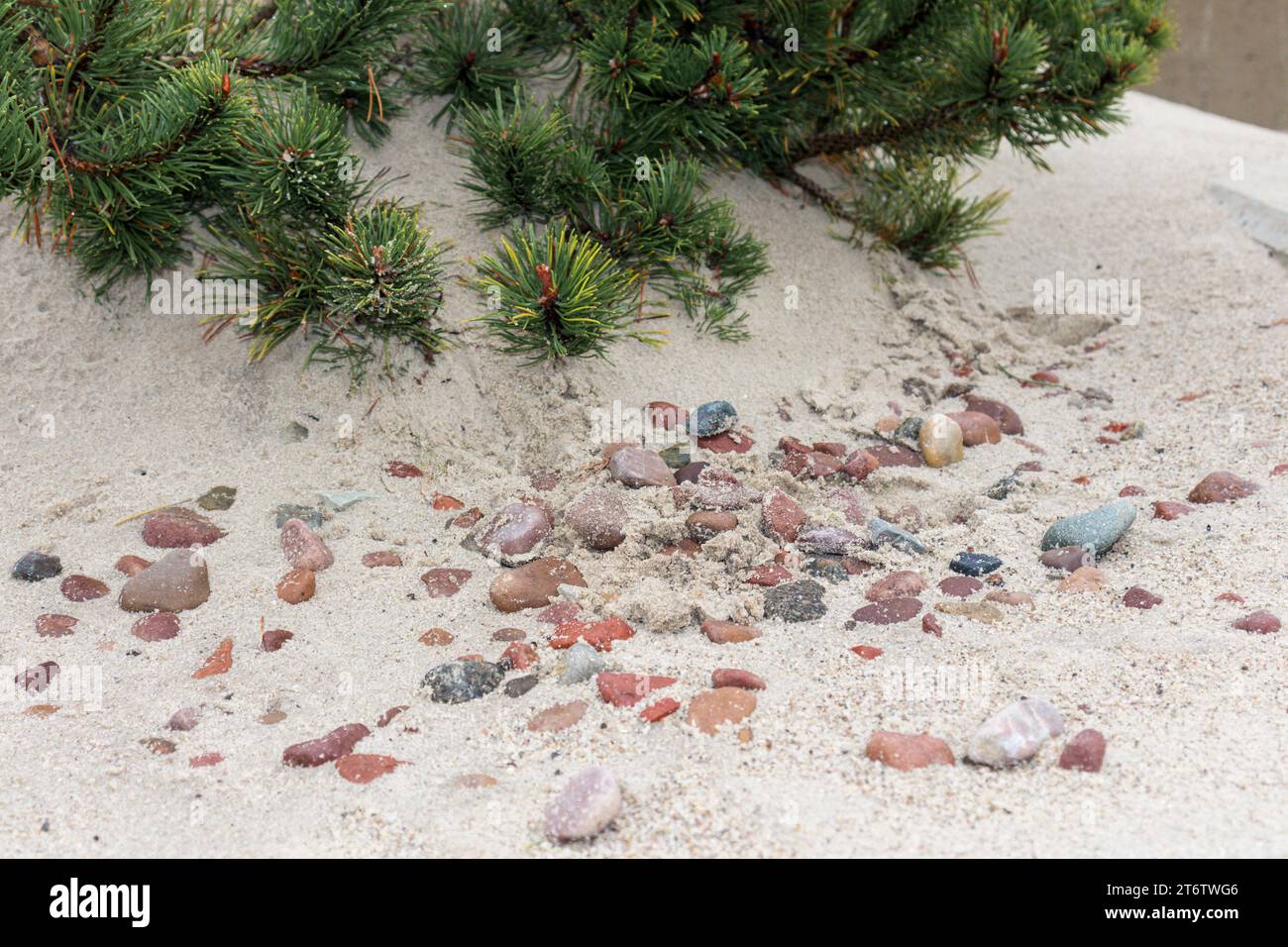 Pine tree needles on beach sand with small colorful stones Stock Photo