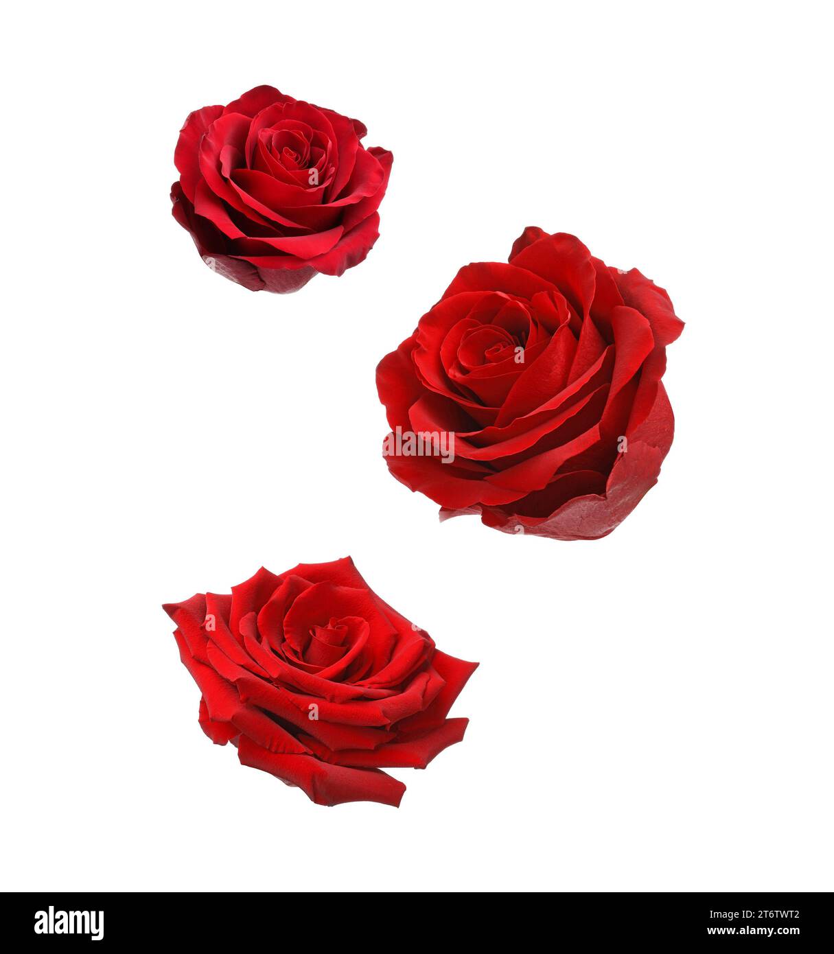 Falling red rose petals motion Cut Out Stock Images & Pictures - Alamy