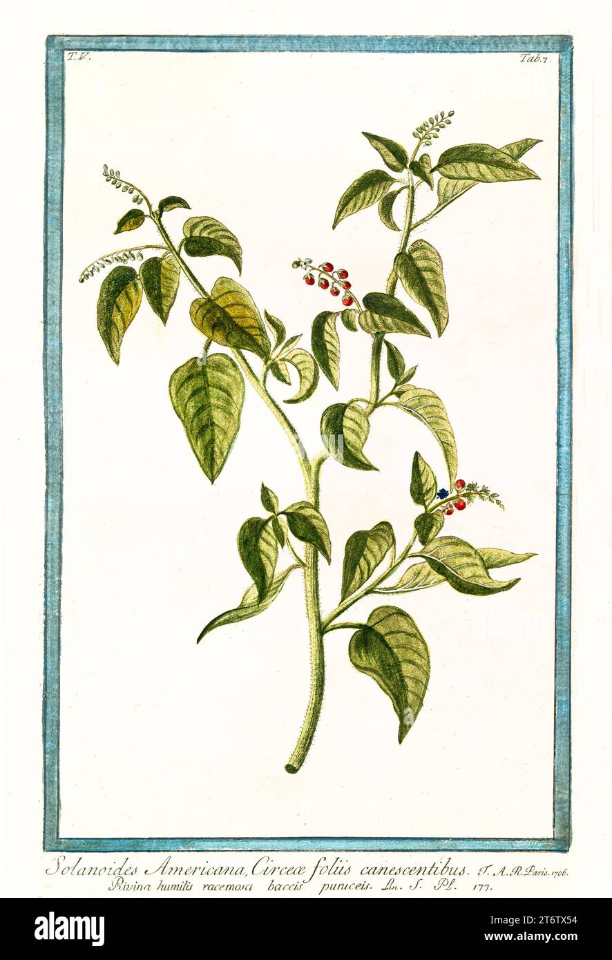 Old illustration of Pigeonberry (Rivina humilis). By G. Bonelli on Hortus Romanus, publ. N. Martelli, Rome, 1772 – 93 Stock Photo