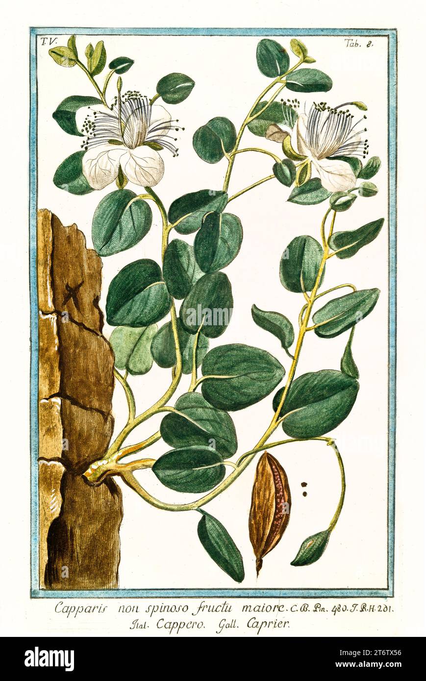Old illustration of Caper bush (Capparisa spinosa). By G. Bonelli on Hortus Romanus, publ. N. Martelli, Rome, 1772 – 93 Stock Photo