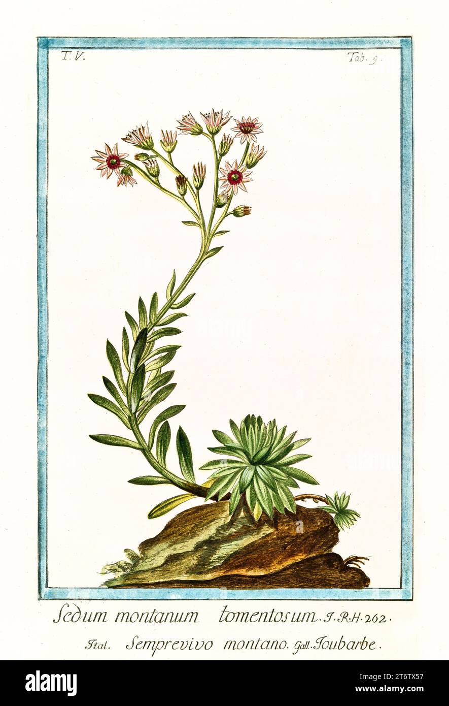 Old illustration of Houseleek (Sempervivum montanum). By G. Bonelli on Hortus Romanus, publ. N. Martelli, Rome, 1772 – 93 Stock Photo
