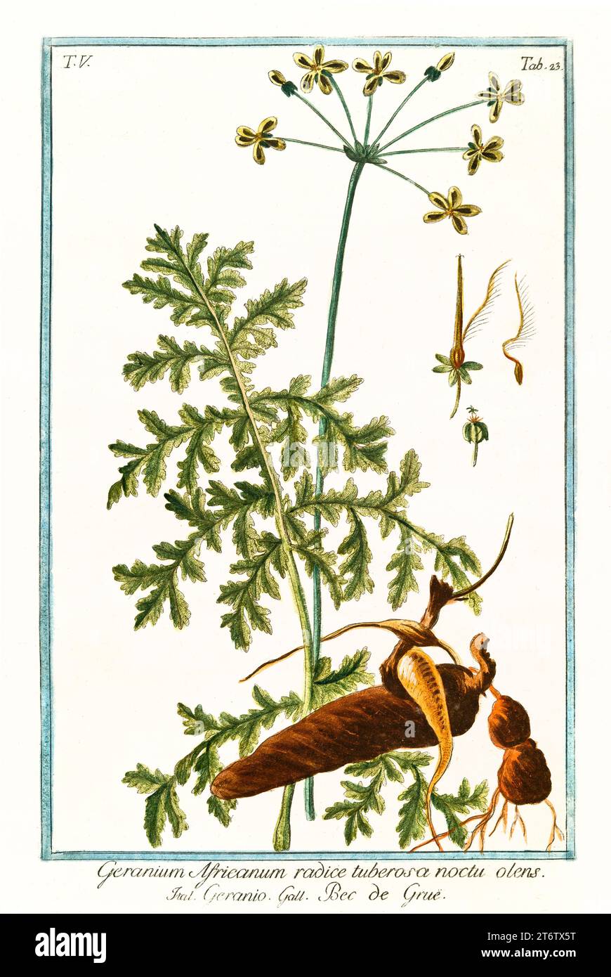 Old illustration of  Redstem Filaree (Erodium cicutarium). By G. Bonelli on Hortus Romanus, publ. N. Martelli, Rome, 1772 – 93 Stock Photo