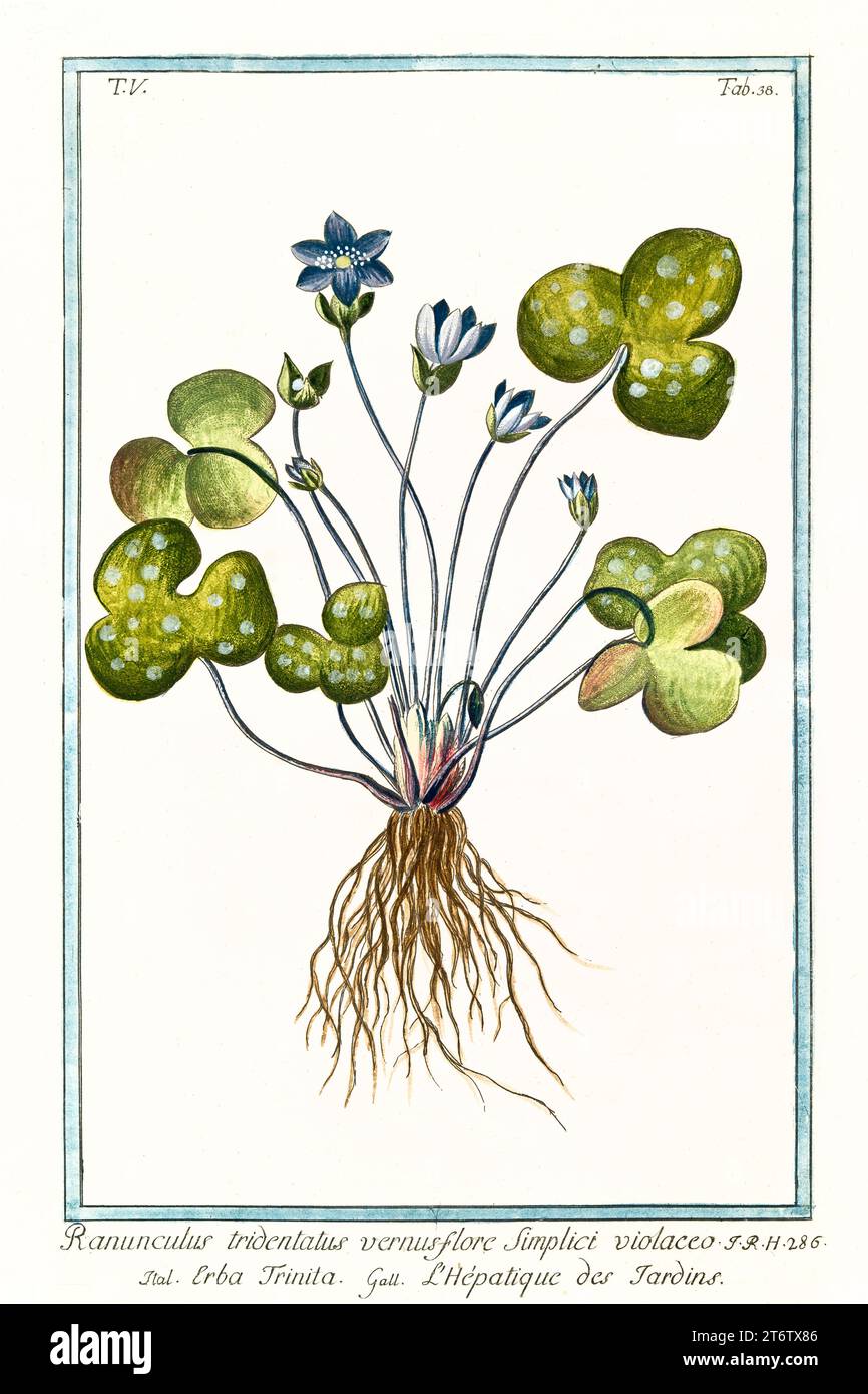 Old illustration of  Liverwort (Anemone hepatica). By G. Bonelli on Hortus Romanus, publ. N. Martelli, Rome, 1772 – 93 Stock Photo