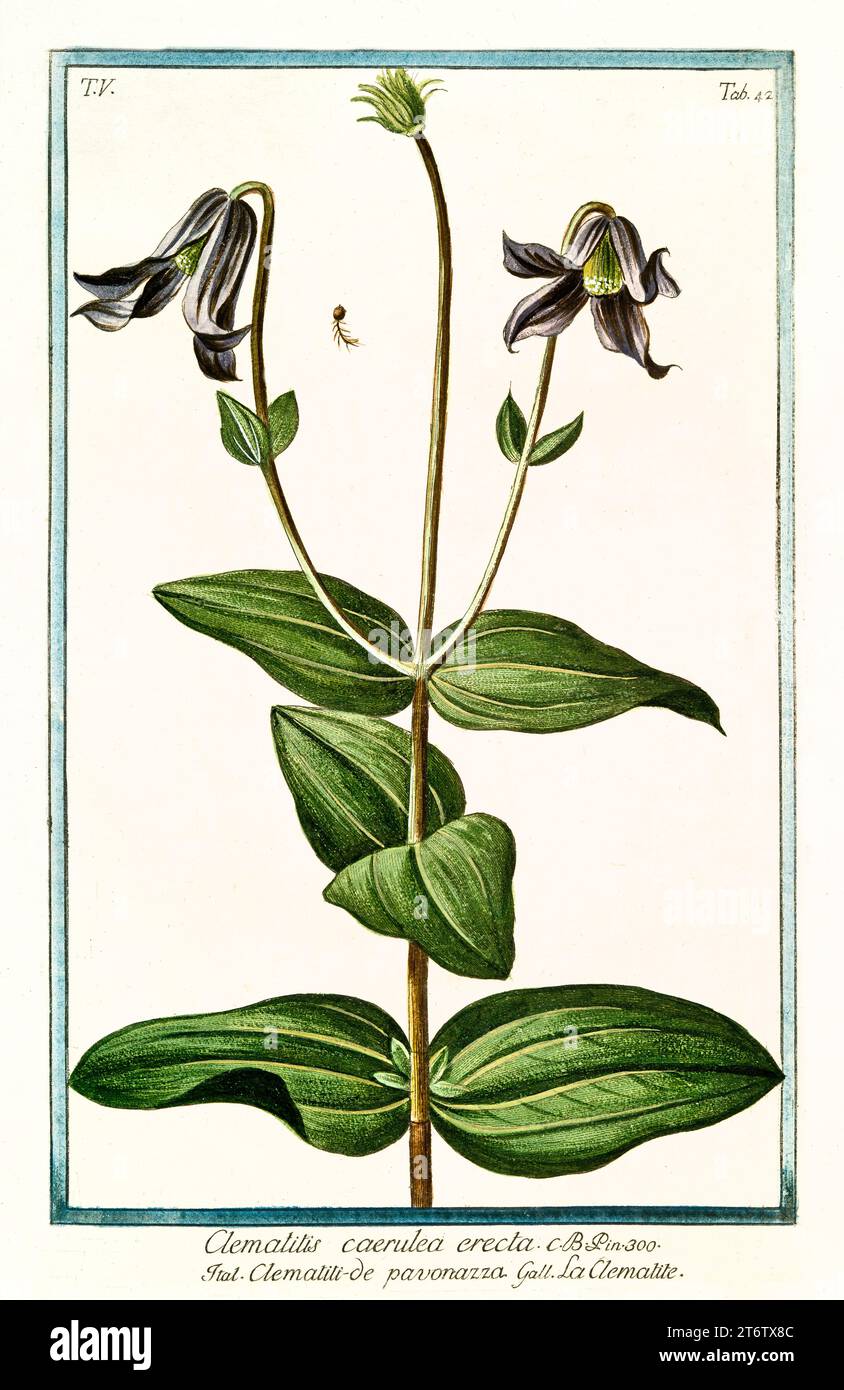 Old illustration of  Purple Clematis (Clematis viticella). By G. Bonelli on Hortus Romanus, publ. N. Martelli, Rome, 1772 – 93 Stock Photo