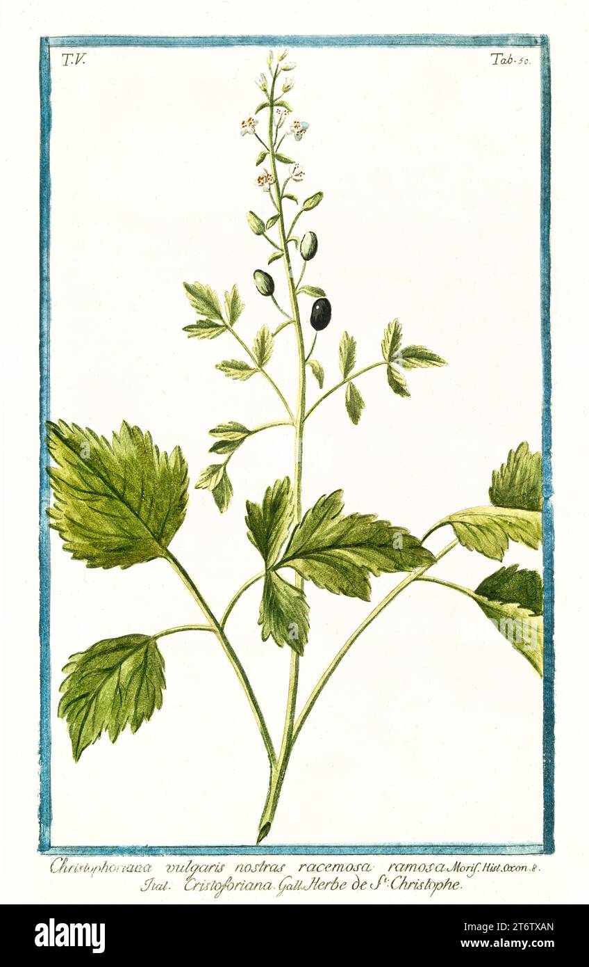 Old illustration of  Baneberry (Actaea spicata). By G. Bonelli on Hortus Romanus, publ. N. Martelli, Rome, 1772 – 93 Stock Photo