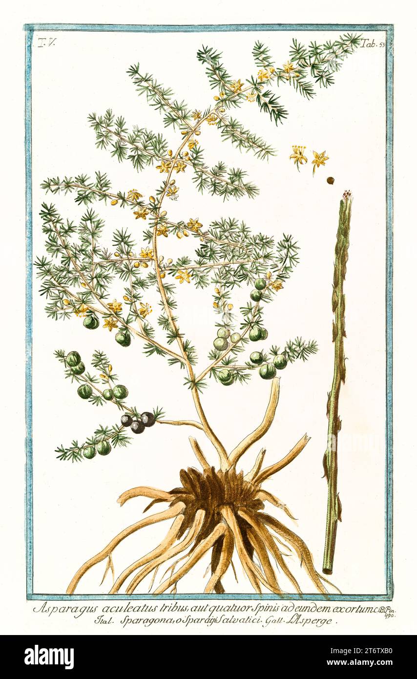 Old illustration of  Wild Asparagus (Asparagus acutifolius). By G. Bonelli on Hortus Romanus, publ. N. Martelli, Rome, 1772 – 93 Stock Photo