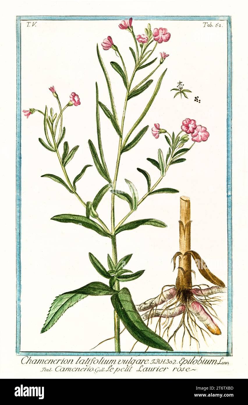 Old illustration of  Dwarf Fireweed (Chamaenerion latifolium). By G. Bonelli on Hortus Romanus, publ. N. Martelli, Rome, 1772 – 93 Stock Photo