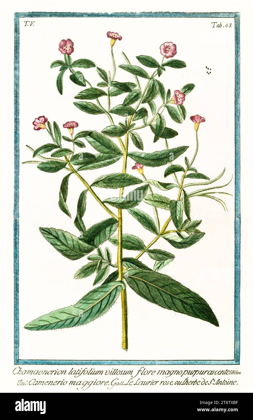 Old illustration of  Dwarf Fireweed (Chamaenerion latifolium). By G. Bonelli on Hortus Romanus, publ. N. Martelli, Rome, 1772 – 93 Stock Photo