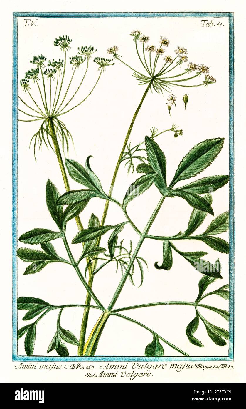 Old illustration of  Bishop's Weed (Ammi majus). By G. Bonelli on Hortus Romanus, publ. N. Martelli, Rome, 1772 – 93 Stock Photo