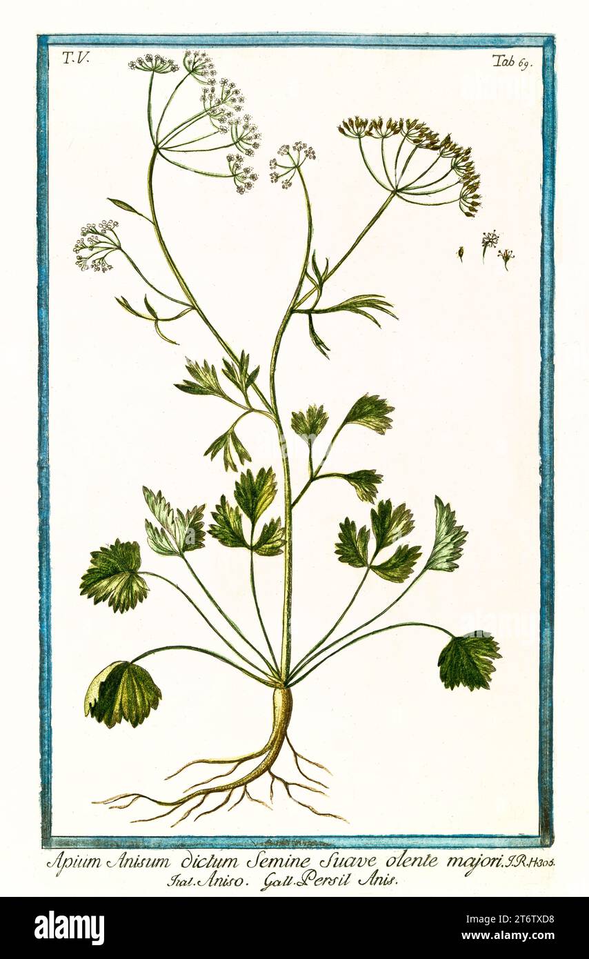 Old illustration of  Anise (Pimpinella anisum). By G. Bonelli on Hortus Romanus, publ. N. Martelli, Rome, 1772 – 93 Stock Photo