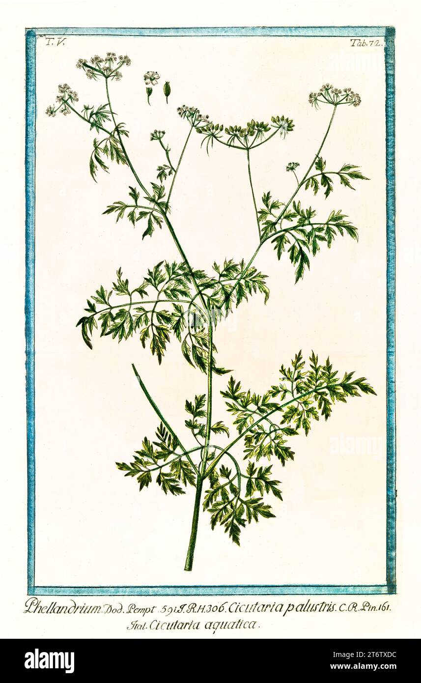 Old illustration of  Water Dropwort (Oenanthe aquatica). By G. Bonelli on Hortus Romanus, publ. N. Martelli, Rome, 1772 – 93 Stock Photo