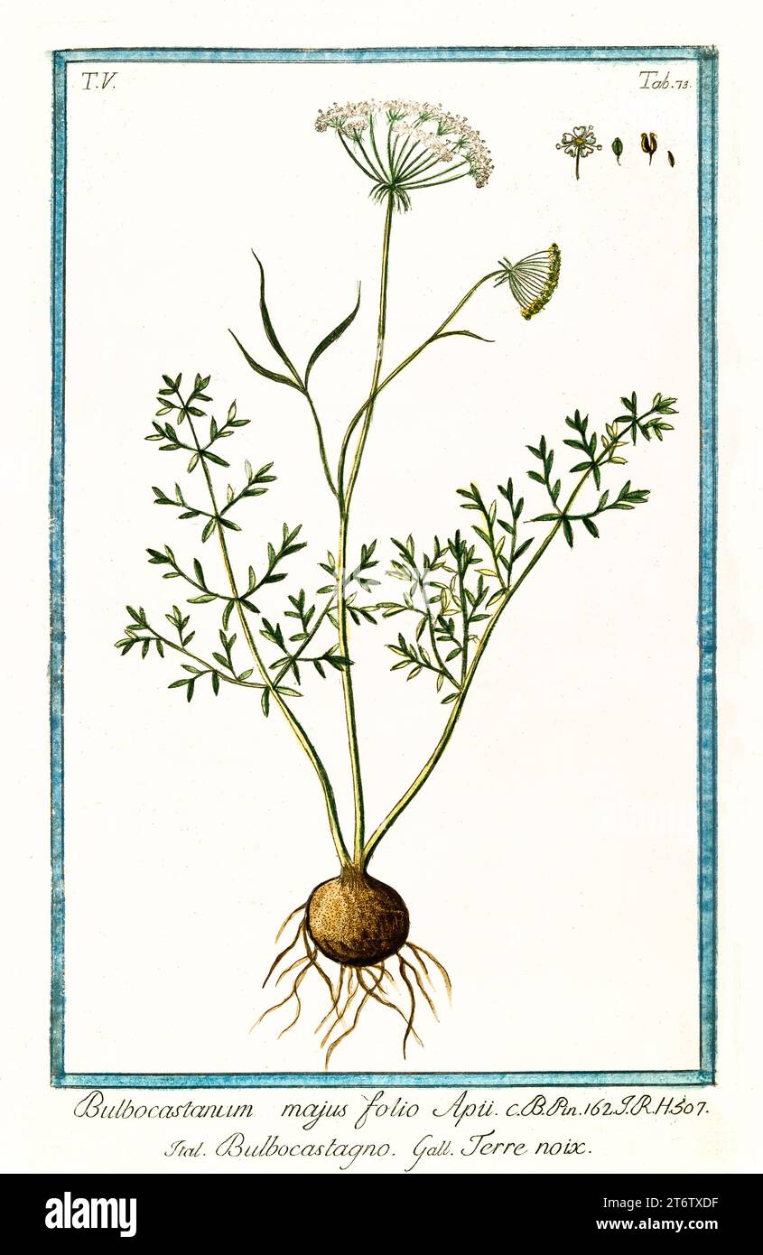 Old illustration of  Black Cumin (Bunium bulbocastanum). By G. Bonelli on Hortus Romanus, publ. N. Martelli, Rome, 1772 – 93 Stock Photo