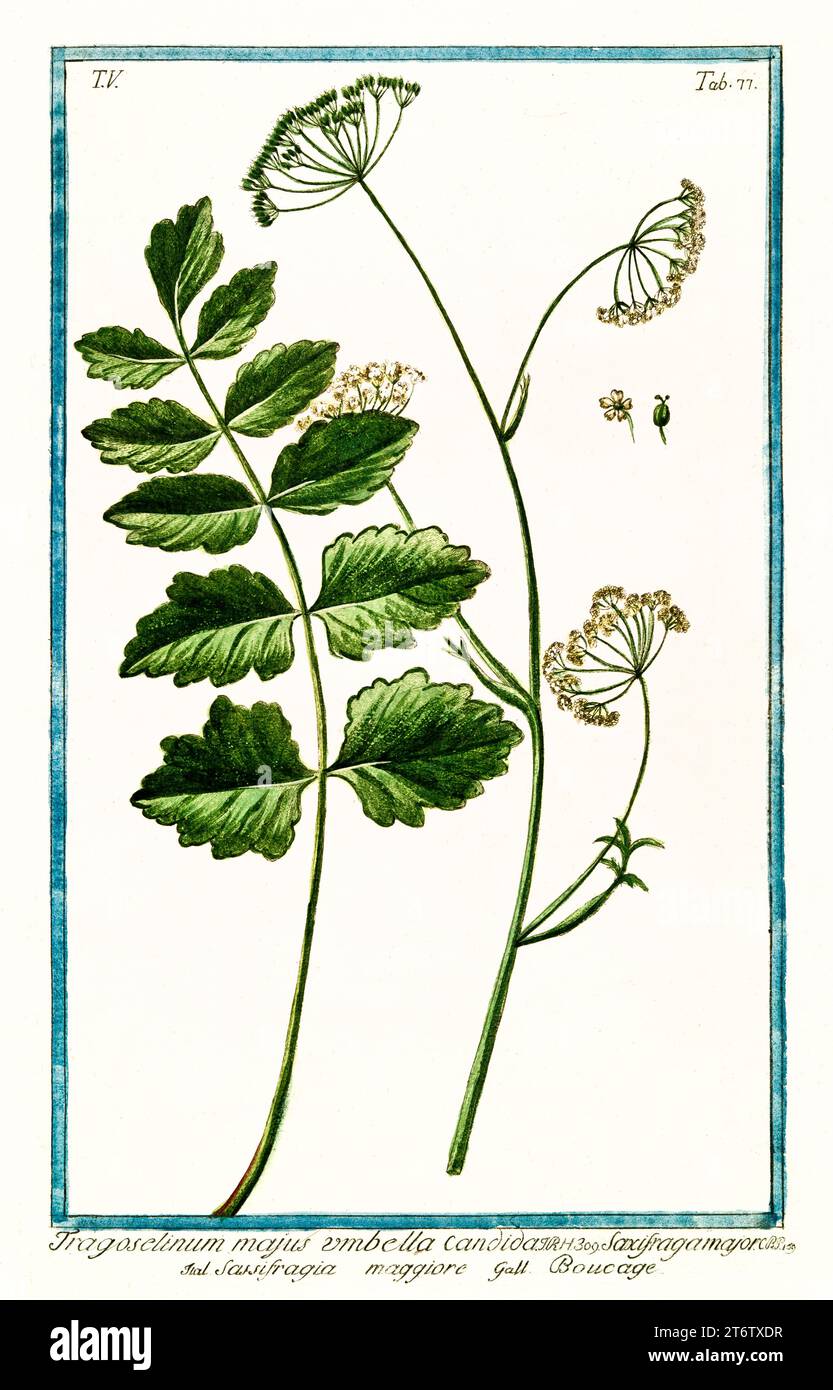 Old illustration of  Burnet Saxifrage (Pimpinella major). By G. Bonelli on Hortus Romanus, publ. N. Martelli, Rome, 1772 – 93 Stock Photo