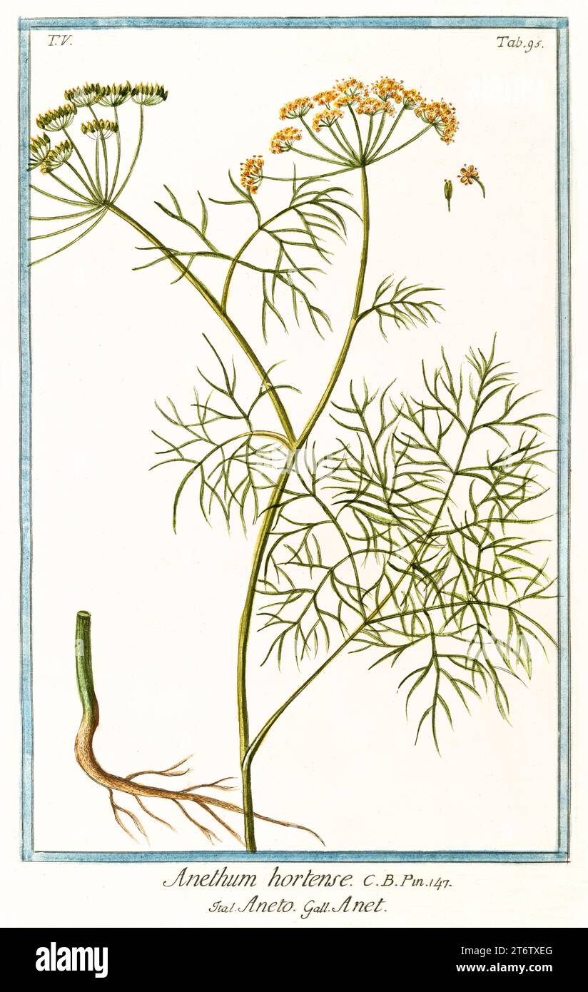 Anethum graveolens illustration Cut Out Stock Images & Pictures - Alamy