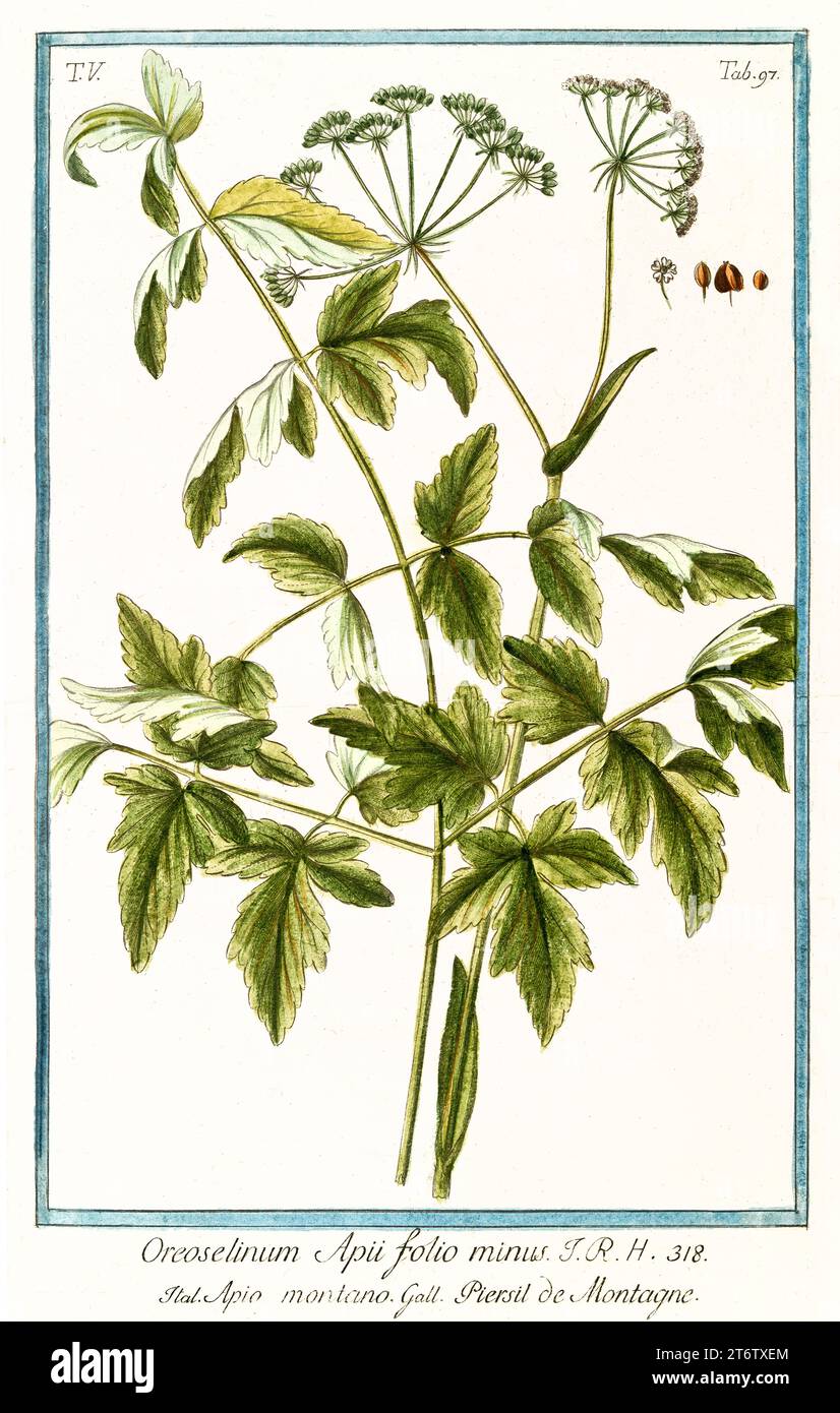 Old illustration of Mountain Parsley (Peucedanum oreoselinum). By G. Bonelli on Hortus Romanus, publ. N. Martelli, Rome, 1772 – 93 Stock Photo