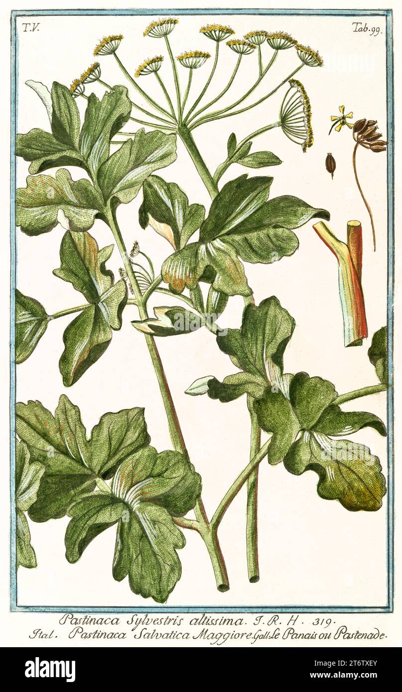 Old illustration of Parsnip (Pastinaca sativa). By G. Bonelli on Hortus Romanus, publ. N. Martelli, Rome, 1772 – 93 Stock Photo