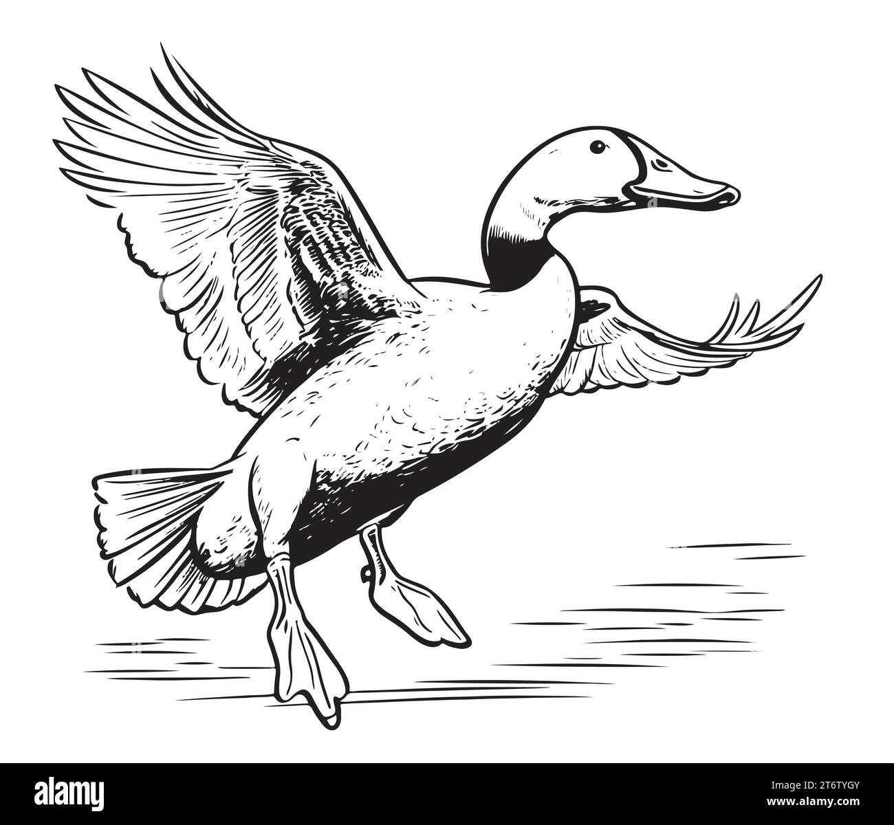 Duck flying sketch hand drawn Vector illustration Birds hunting Stock Vector