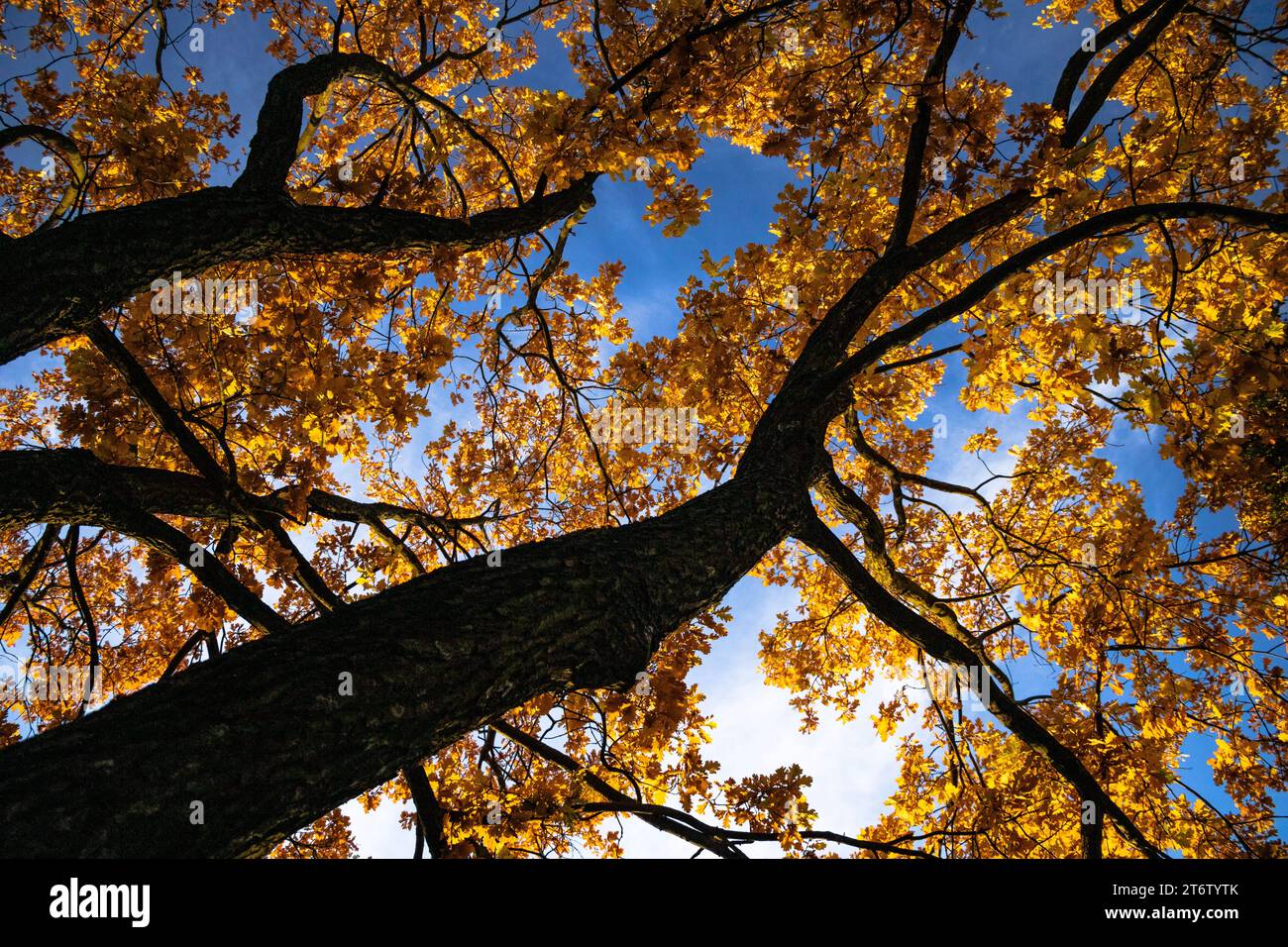 Magic tree 13.11.2023 Bialystok Poland. Golden crown of magical trees in sunny autumn. Stock Photo