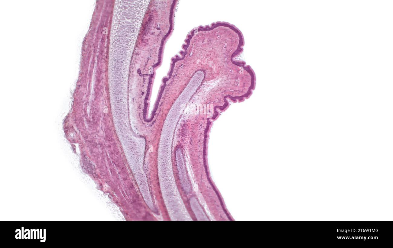 Transverse section of the tracheal wall under a microscope. Hyaline cartilage from trachea showing chondrocytes, collagen fibers and matrix. Stock Photo