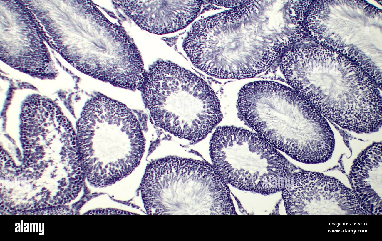 Histological Slice of Seminiferous Tubules. Hematoxylin and eosin stain. Stock Photo