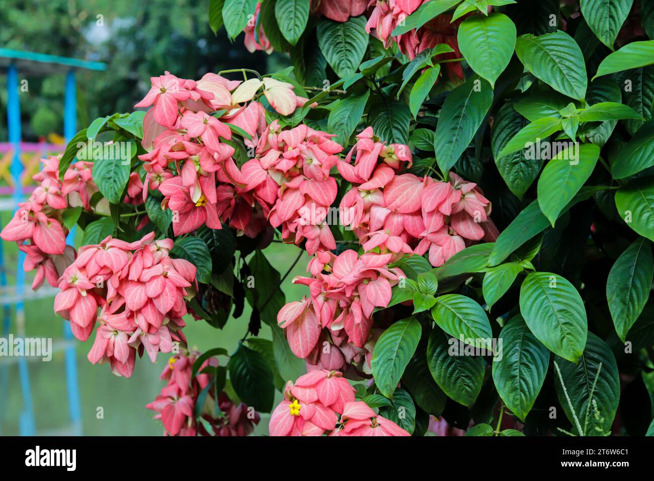 The Buddha's Lamp or Mussaenda philippica or Queen Sirikit has small orange, yellow, and pink, star-shaped flowers arranged in small clusters. It's cu Stock Photo