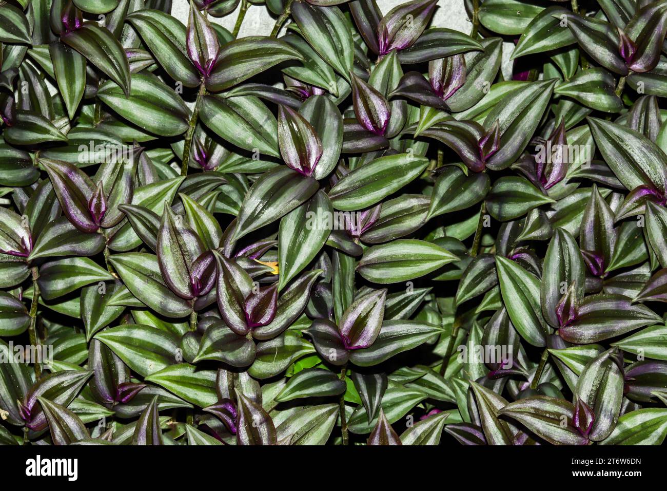 Silver-inch plant is a popular trailing plant, zebra-like stripes of green, and purple Stock Photo