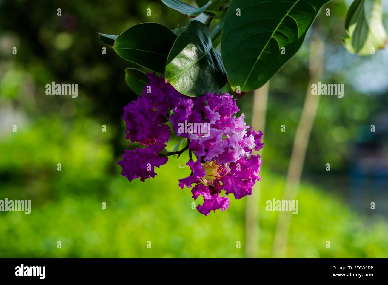 Queen Crape Myrtle, Lagerstroemia, or Crepe Myrtle is a fast-growing, medium-sized, deciduous tree. It stands on an attractive spotted bark that often Stock Photo