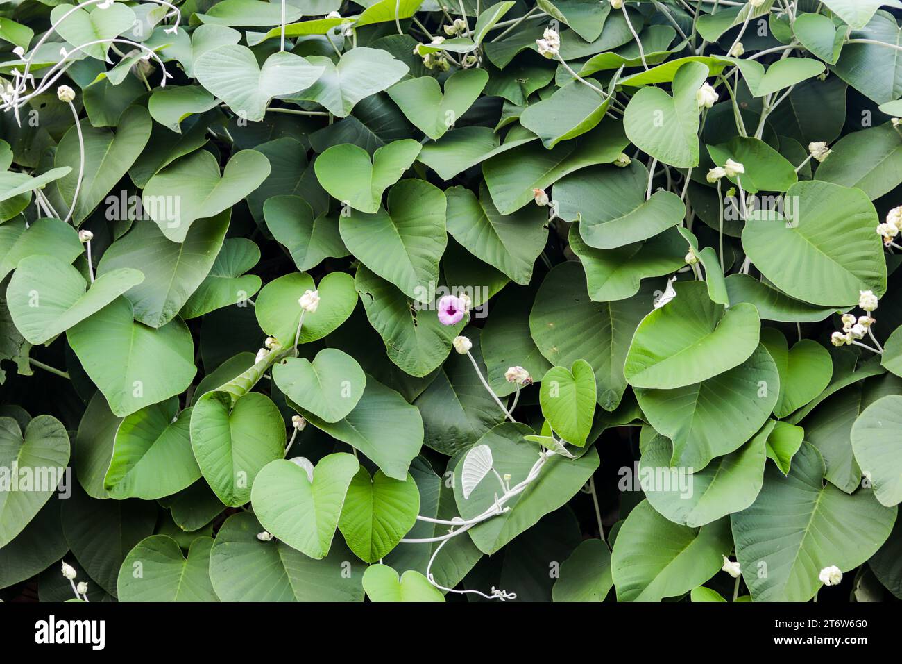 Green vines and leaves creeping hi-res stock photography and images - Alamy
