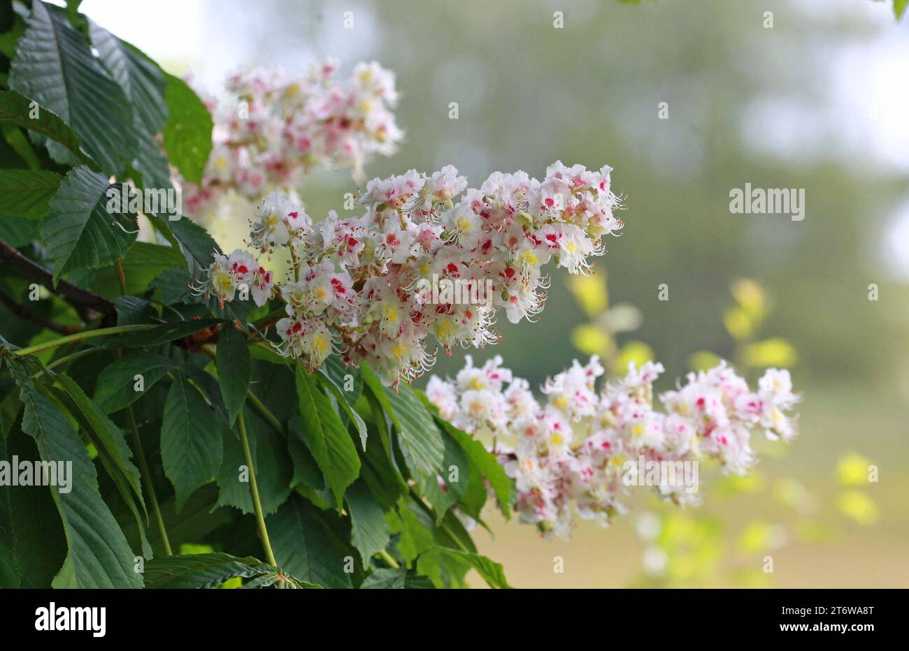 26.05.2023 Deutschland Laubacher Wald, Blüte einer gewöhnlichen Rosskastanie Aesculus hippocastanum Copyright: Klaus Volkmann Gewöhnliche Rosskastanie, Aesculus hippocastanum, *** 26 05 2023 Germany Laubach Forest, Flower of a common horse chestnut Aesculus hippocastanum Copyright Klaus Volkmann Common horse chestnut, Aesculus hippocastanum, Stock Photo