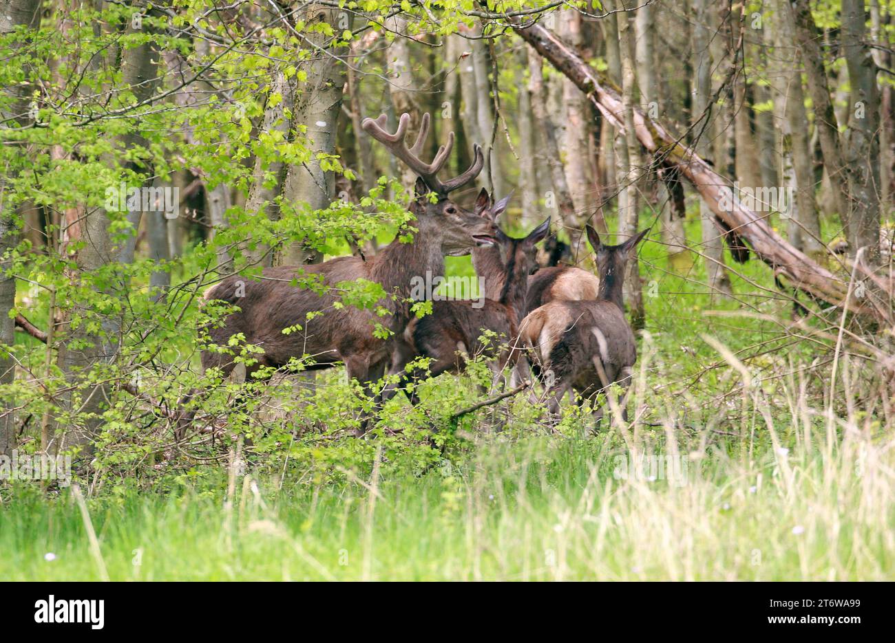 01.05.2023 Deutschland Laubacher Wald Rothirsch im Bast Cervus elaphus mit Hirschkuh und Schmaltier Photo by Klaus Volkmann Rothirsch im Bast Cervus elaphus mit Hirschkuh und Schmaltier *** 01 05 2023 Germany Laubach Forest Red deer in velvet Cervus elaphus with doe and pied Photo by Klaus Volkmann Red deer in velvet Cervus elaphus with doe and pied Stock Photo