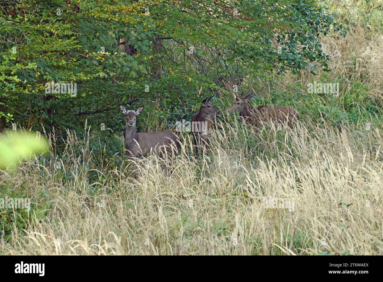 23.10.2023 Deutschland Laubacher Wald kleines Rudel Rotwild Cervus elaphus im hohen Gras Photo by Klaus Volkmann Hirschkuh Schmaltier Spießer in hohem Gras *** 23 10 2023 Germany Laubach Forest small herd of red deer Cervus elaphus in high grass Photo by Klaus Volkmann Deer cow narrow-antlered deer in high grass Stock Photo