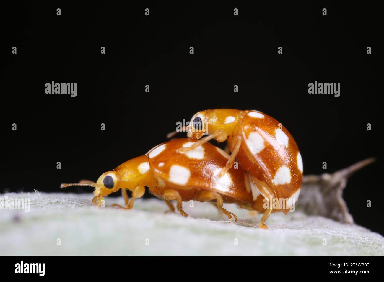 Ladybug mating on leaf hi-res stock photography and images - Alamy