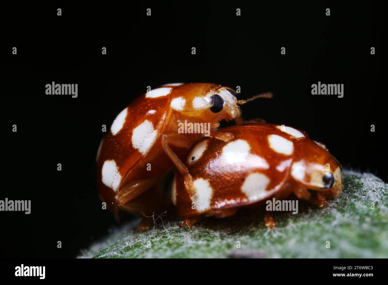 Ladybug mating on leaf hi-res stock photography and images - Alamy