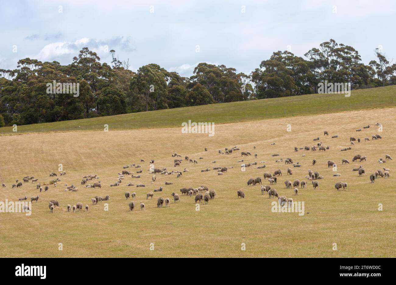 Lambs In Paddock Marino wool industry hi-res stock photography and images - Alamy