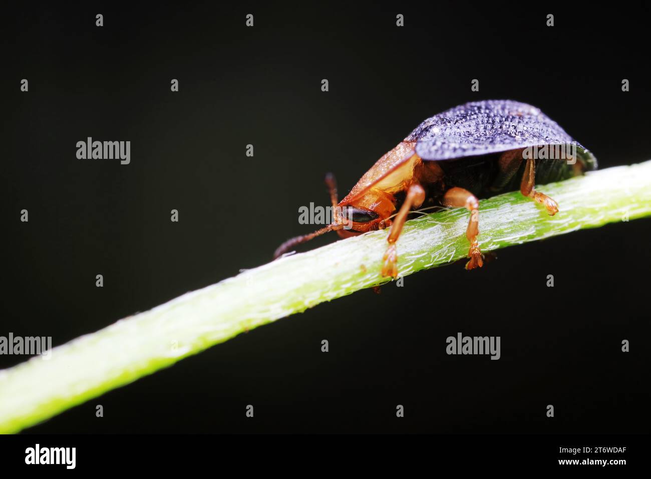 Carabidae insect live on green leaves Stock Photo