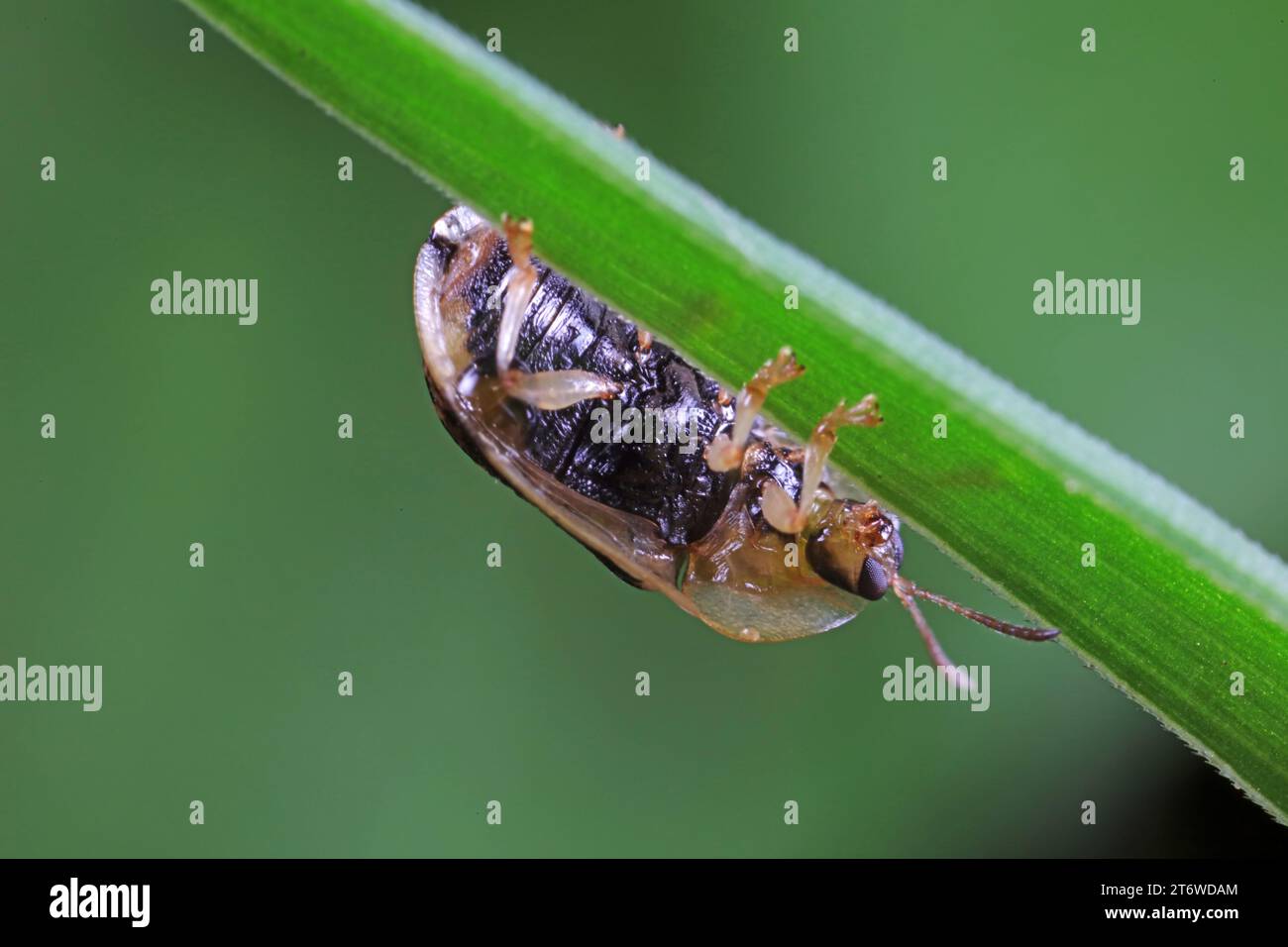 Carabidae insect live on green leaves Stock Photo
