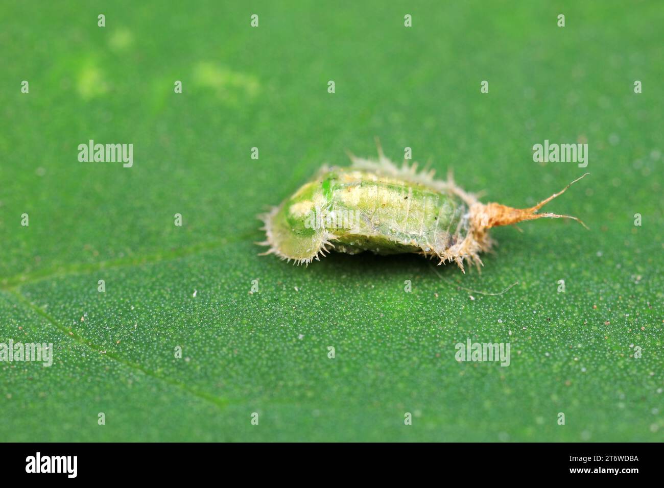 Carabidae insect larva live on green leaves Stock Photo