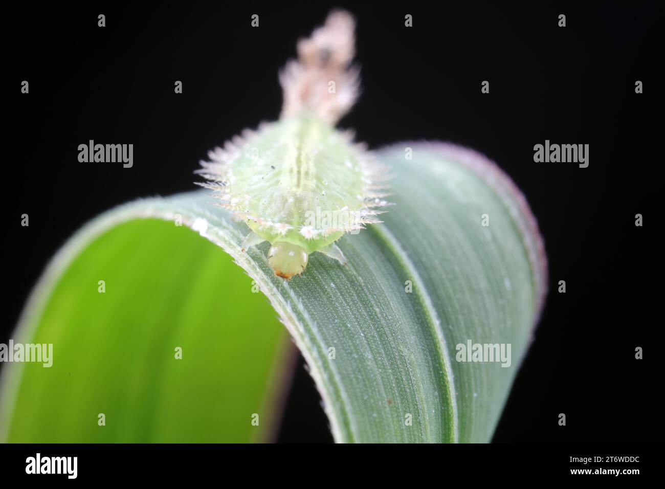 Carabidae insect larva live on green leaves Stock Photo