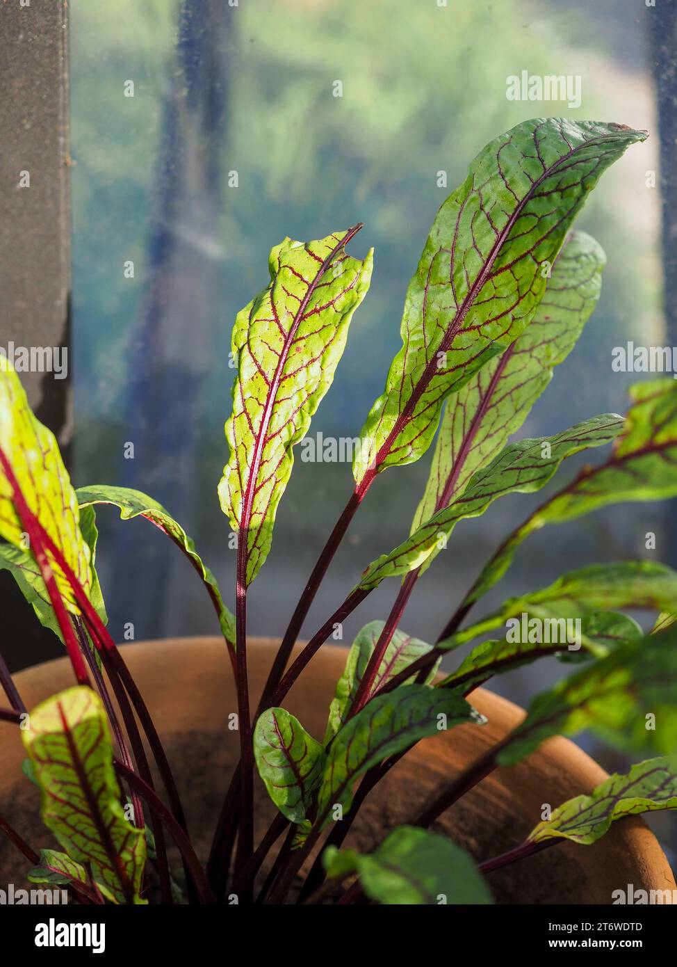 Rumex sanguineus (Red-veined sorrel) leaves shining in winter sunlight in a greenhouse in December in the UK Stock Photo