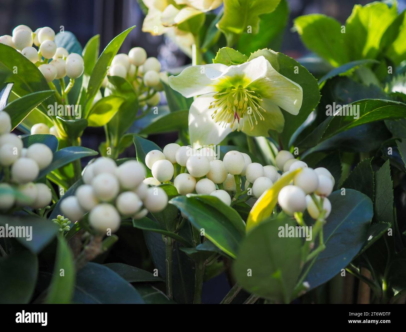 Close up of white winter interest plants including a hellebore and the white berries of Skimmia japonica O'Berries White with dappled sunlight on them Stock Photo