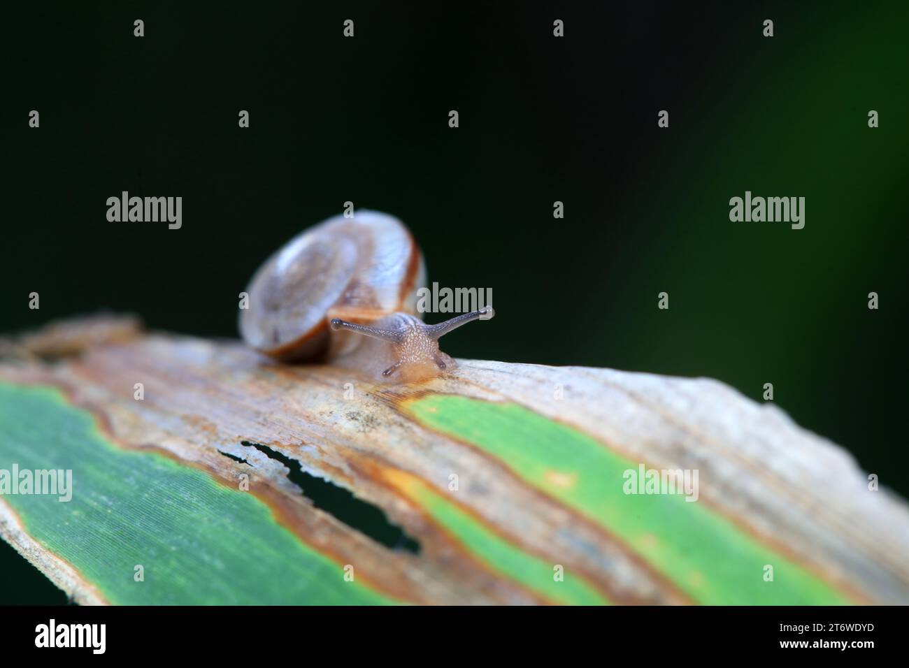 Forage For Insects Forage for insects hi-res stock photography and images - Alamy